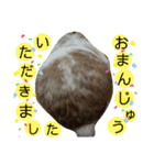 ワンにゃんピョン☆（個別スタンプ：22）