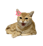 猫さんたち。（個別スタンプ：2）