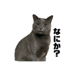 猫さんたち。（個別スタンプ：4）