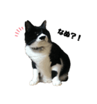 猫さんたち。（個別スタンプ：5）