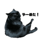 猫さんたち。（個別スタンプ：6）