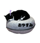 猫さんたち。（個別スタンプ：8）
