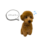はなちゃんの気持ち！（個別スタンプ：13）