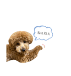 はなちゃんの気持ち！（個別スタンプ：24）