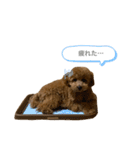 はなちゃんの気持ち！（個別スタンプ：26）