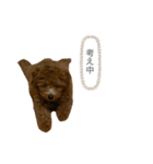 はなちゃんの気持ち！（個別スタンプ：29）