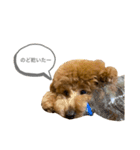はなちゃんの気持ち！（個別スタンプ：37）