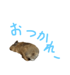 うさぎキラ✨2（個別スタンプ：2）