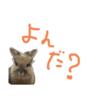 うさぎキラ✨2（個別スタンプ：5）