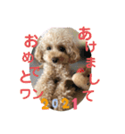 ピッコロトイプーcoco 2020年末2021年始（個別スタンプ：1）