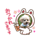 ピッコロトイプーcoco 2020年末2021年始（個別スタンプ：15）