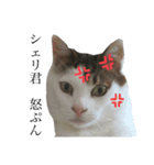 僕、シェリー君（個別スタンプ：2）