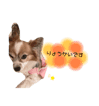 まいにちここちゃん（個別スタンプ：12）