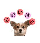 まいにちここちゃん（個別スタンプ：16）