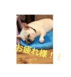 フレブルよしこちゃん3（個別スタンプ：4）