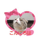 AYUMU CAT2（個別スタンプ：2）