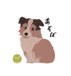 MORE Sheltie（個別スタンプ：1）