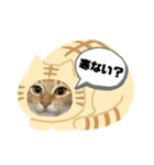 保護猫ちゃちゃまる（個別スタンプ：1）