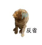保護猫ちゃちゃまる（個別スタンプ：4）