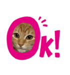 保護猫ちゃちゃまる（個別スタンプ：6）