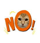 保護猫ちゃちゃまる（個別スタンプ：7）