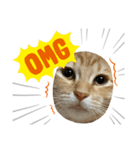 保護猫ちゃちゃまる（個別スタンプ：8）