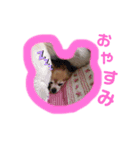 吉岡レオちゃん2（個別スタンプ：1）