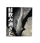試される鮭（個別スタンプ：3）