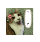ききたん(怒りver)（個別スタンプ：1）