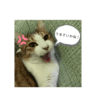 ききたん(怒りver)（個別スタンプ：2）