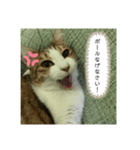 ききたん(怒りver)（個別スタンプ：4）
