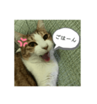 ききたん(怒りver)（個別スタンプ：5）