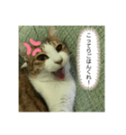 ききたん(怒りver)（個別スタンプ：6）