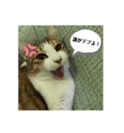 ききたん(怒りver)（個別スタンプ：7）