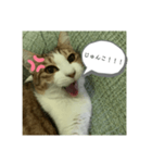 ききたん(怒りver)（個別スタンプ：8）