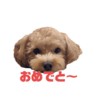 ラテ(日常)（個別スタンプ：10）