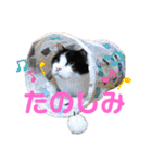 にゃんこの癒しLIFE（個別スタンプ：40）