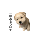 まる君のコメント系スタンプ（個別スタンプ：1）