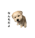 まる君のコメント系スタンプ（個別スタンプ：2）