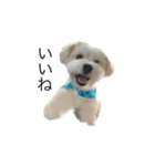 まる君のコメント系スタンプ（個別スタンプ：3）