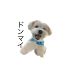 まる君のコメント系スタンプ（個別スタンプ：4）