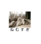 まる君のコメント系スタンプ（個別スタンプ：5）