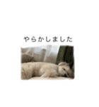 まる君のコメント系スタンプ（個別スタンプ：6）