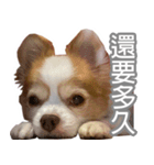 うちの可愛いチワワ（個別スタンプ：1）