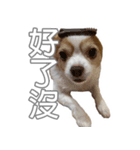うちの可愛いチワワ（個別スタンプ：3）