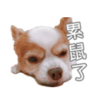 うちの可愛いチワワ（個別スタンプ：7）