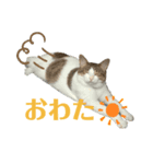 俺様は小次郎。5改（個別スタンプ：5）