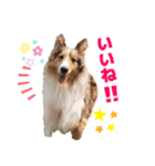 シェルティのさち子さんの日常（個別スタンプ：1）