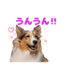 シェルティのさち子さんの日常（個別スタンプ：8）