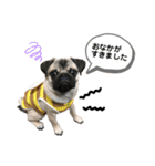 パグのぽんず♂③（個別スタンプ：1）